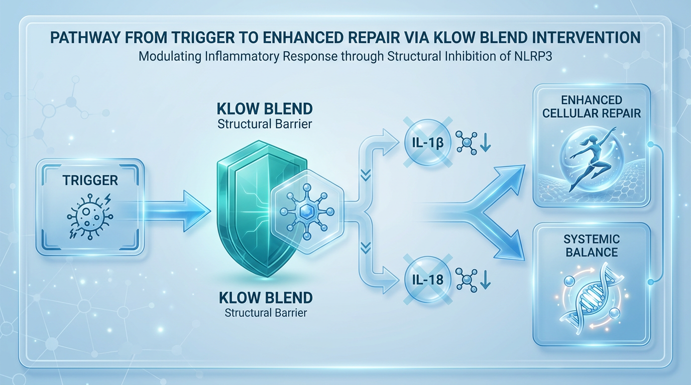 Simplified biochemical pathway chart showing how the KLOW peptide blend inhibits the NLRP3 pathway and reduces inflammatory cytokines like IL-1B and IL-18.